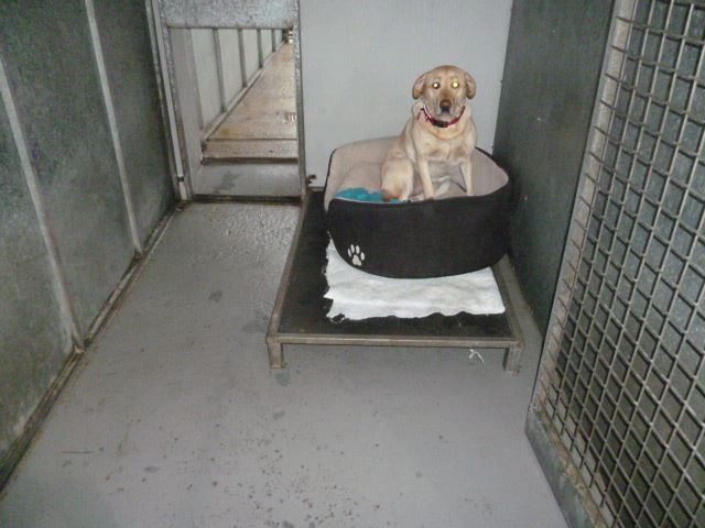17361779_662596207273479_7433716123924748531_n Dog Kennel County Tyrone