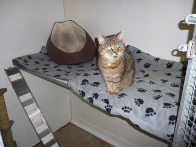 17861632_676313129235120_8354043009936440415_n Cattery County Tyrone