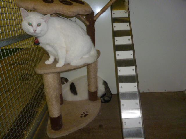 19248056_714030172130082_7771429779116248168_n Cattery County Tyrone