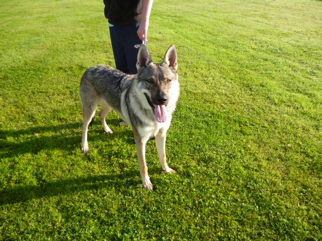 20799179_742989645900801_6990991932857259635_n Dog Kennel County Tyrone