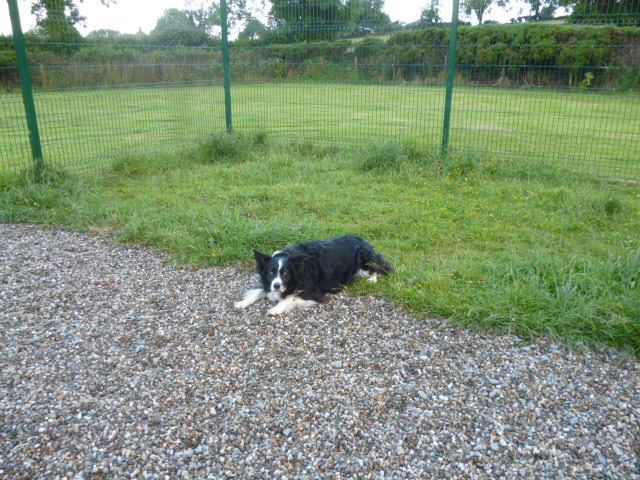 35805529_910173019182462_4888580773294112768_n Dog Play Area